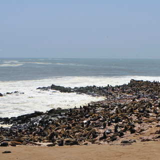 Cape Cross - Sea lions